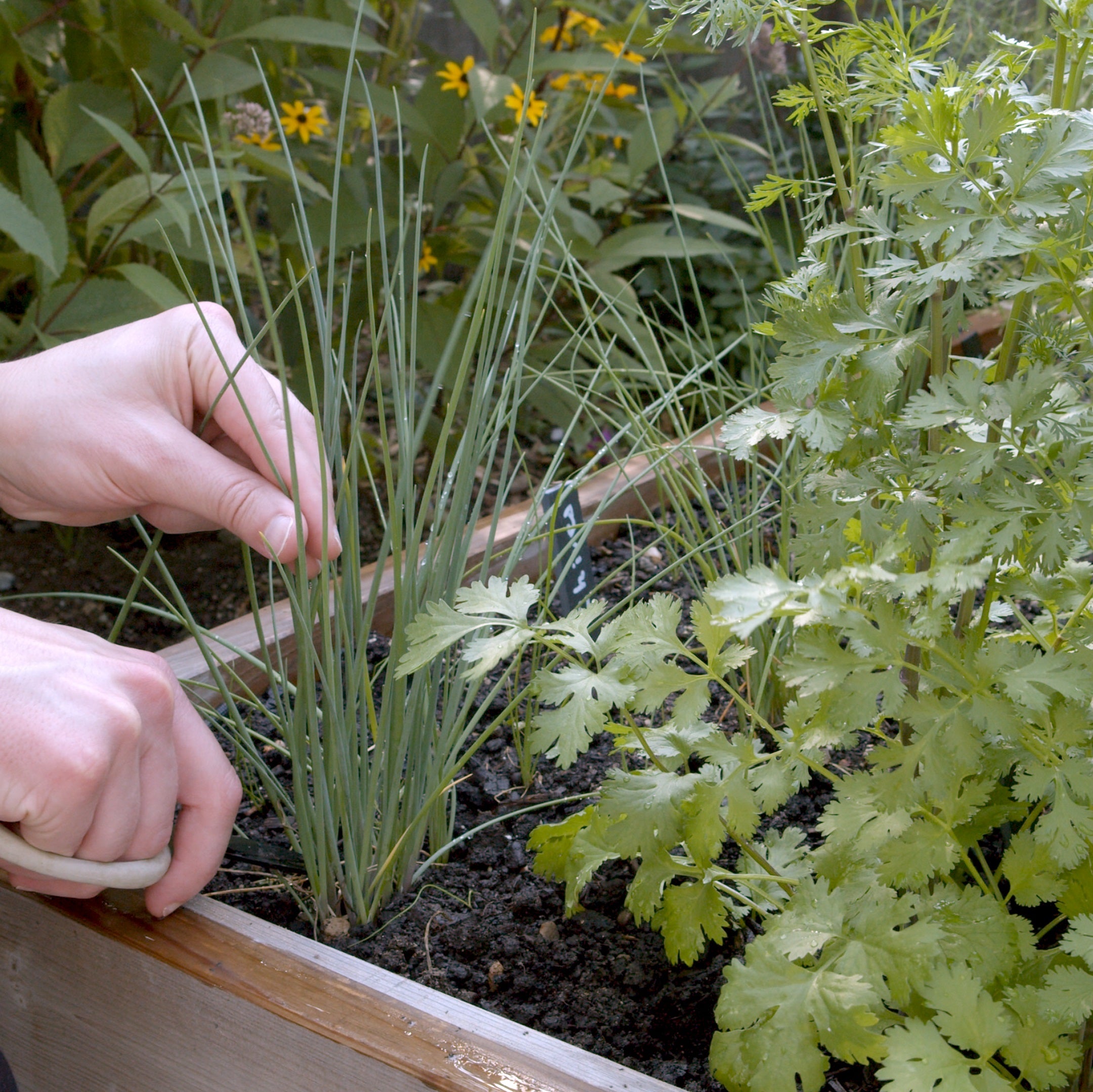 OG - Kit d´ 4 herbes aromatiques - 100% BIO non GMO - Jardin potager  d'intérieur - Graines d'origine EU - Thym, Coriandre, Basilic, Persil -  Tout compris pour cultiver des herbes fraîches. : : Jardin