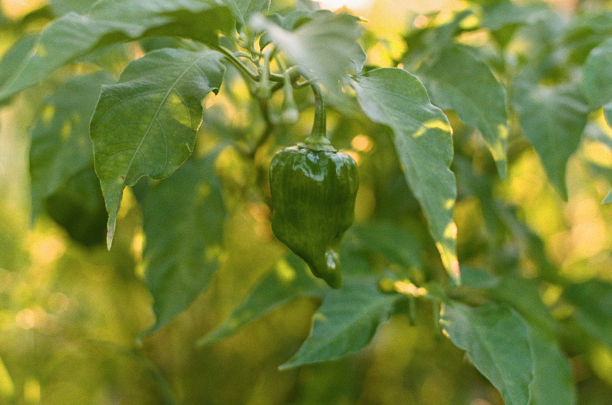 Hot Pepper Seed Collection (10-Pack)